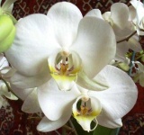 image of moon_orchid #34
