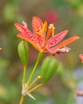 image of flower