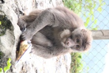 image of monkey #25