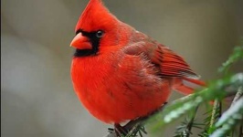 image of cardinal