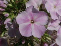 image of flower