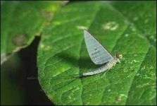 image of mayfly