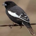 image of bird