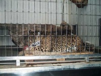 image of jaguar_car
