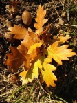 image of acorn