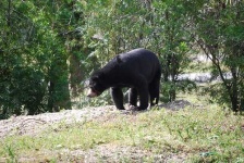 image of american_black_bear