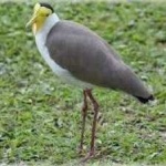 image of bird