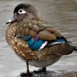 image of wood_duck #2