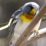 image of bird