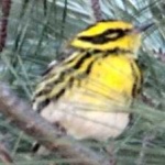 image of bird