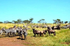 image of animal_migration