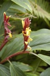 image of flower