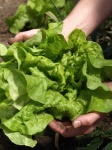 image of fruit_and_vegetable