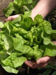 image of lettuce #16