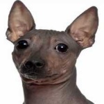 image of animal