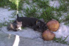 image of miniature_schnauzer