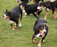 image of entlebucher