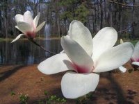 image of magnolia #53