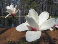 image of flower