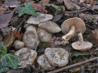 image of mushrooms
