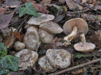 image of entoloma #14