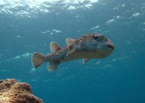 image of puffer