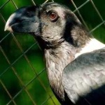 image of bird