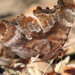 image of animal