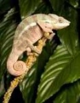 image of african_chameleon