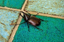 image of rhinoceros_beetle #0