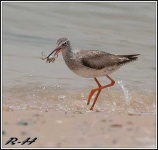 image of redshank #27