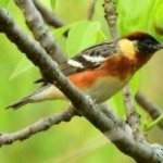image of bird