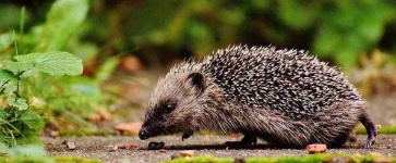 image of hedgehog