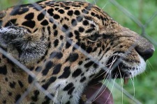 image of jaguar_car