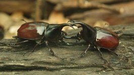image of beetle #16