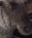 image of sheep_face #8