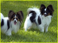 image of papillon