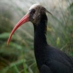 image of bird