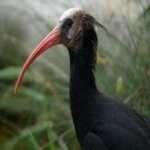 image of northern_bald_ibis #30