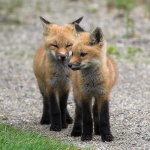 image of kit_fox