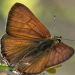 image of animal