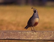 image of quail