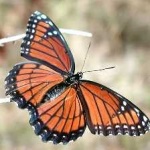 image of viceroy #23