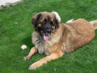 image of animal