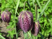 image of fritillary #9