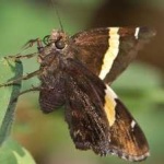 image of banded_butterfly #141