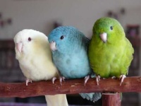 image of parakeet