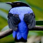 image of bird