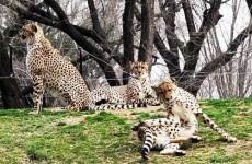 image of jaguar_car