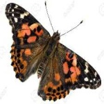 image of painted_butterfly #11